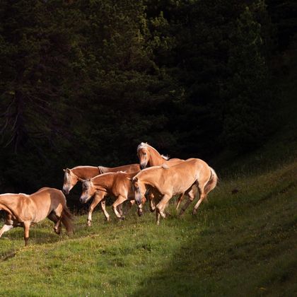 Cavalli Haflinger al galoppo sul prato